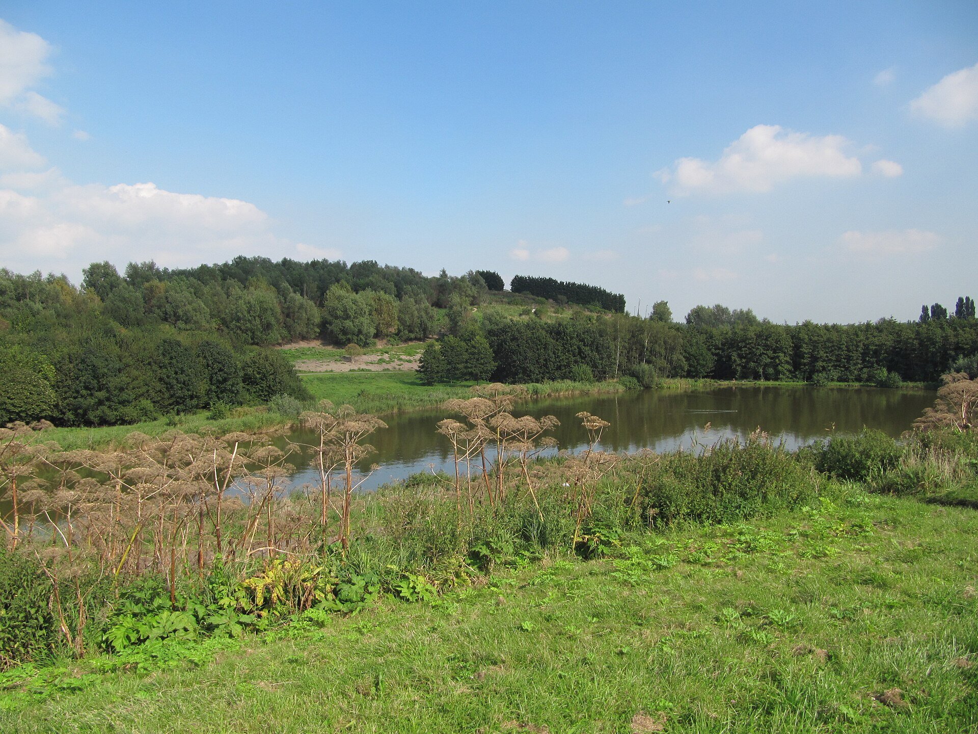 Plas met uitgebloeide schermbloemen op de oever en beboste heuvels van het Hoge Bergse Bos