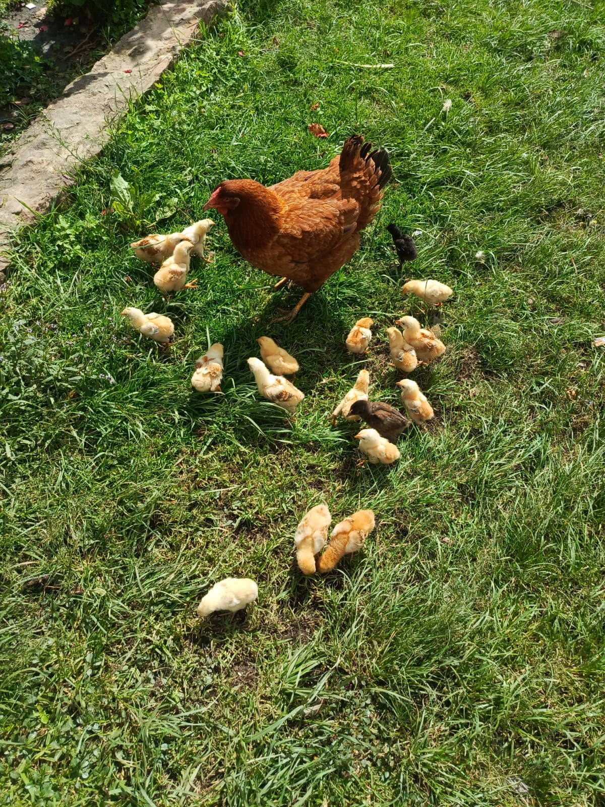 Bruine kip met een groep kleine kuikens in het gras