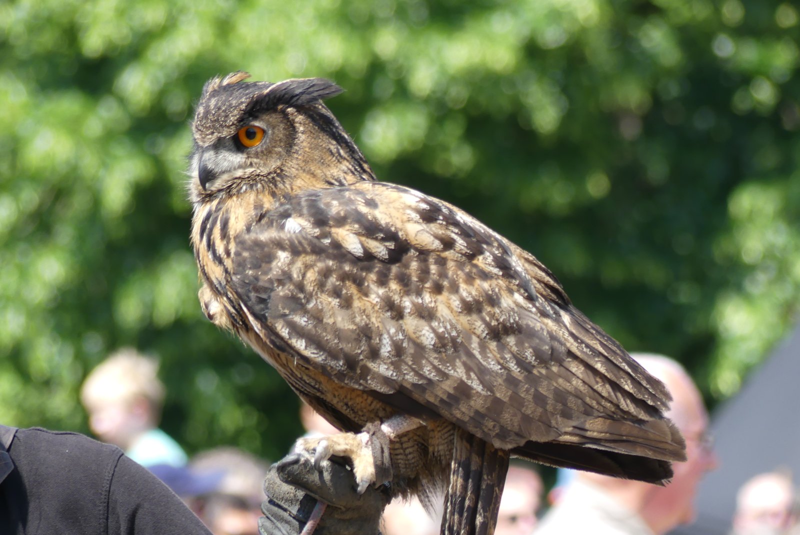 Oehoe op de handschoen van een valkenier tijdens een roofvogelshow