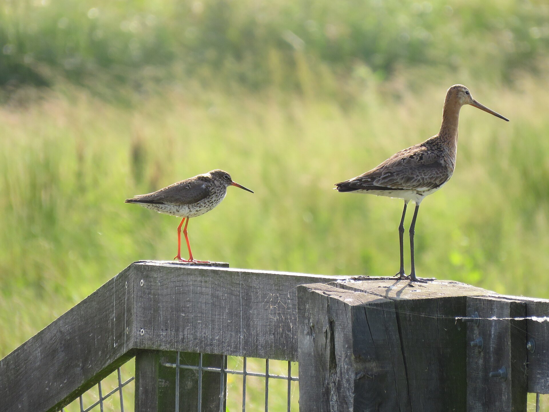 Een tureluur en een grutto zitten samen op een houten hek in De Groenzoom